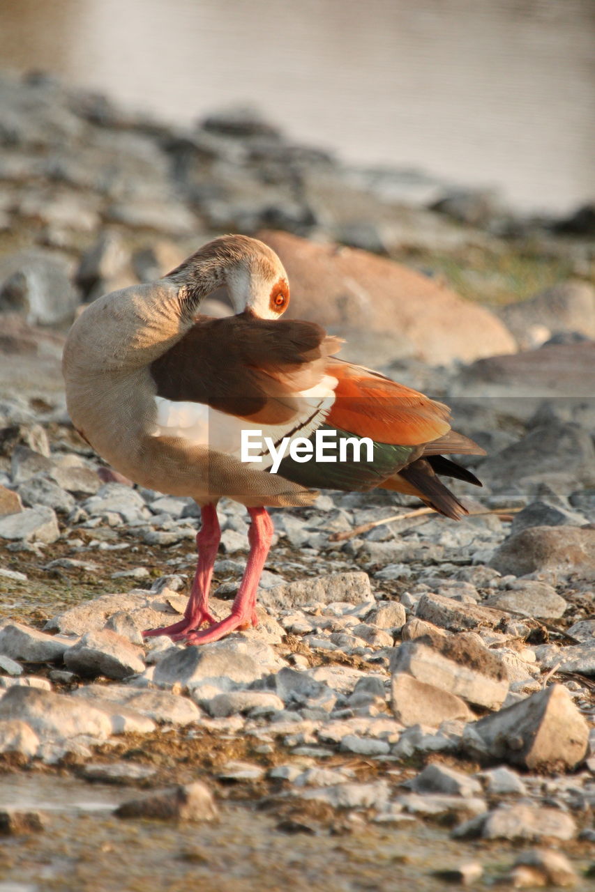 Close-up of egyptian goose