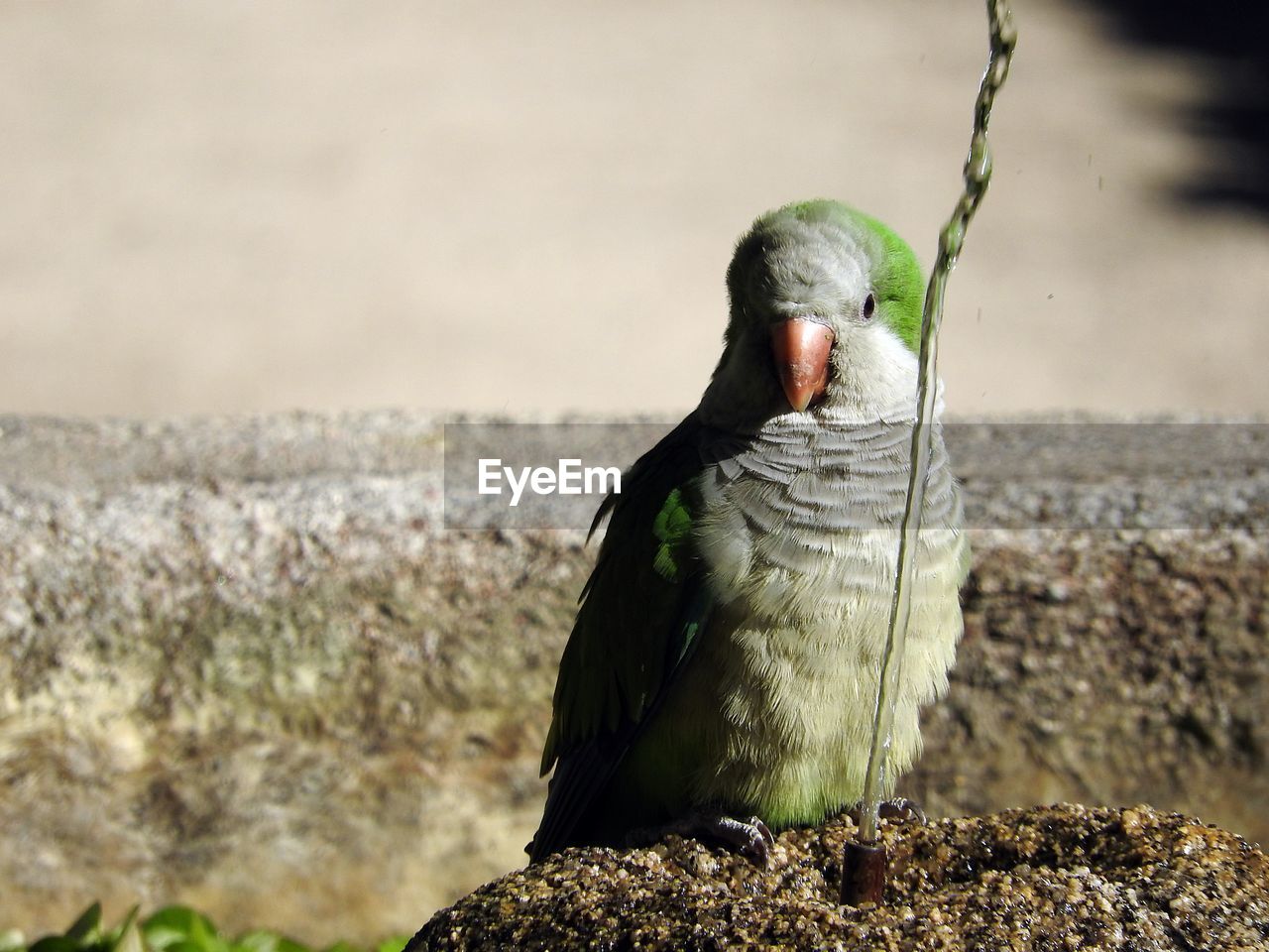 CLOSE-UP OF A BIRD