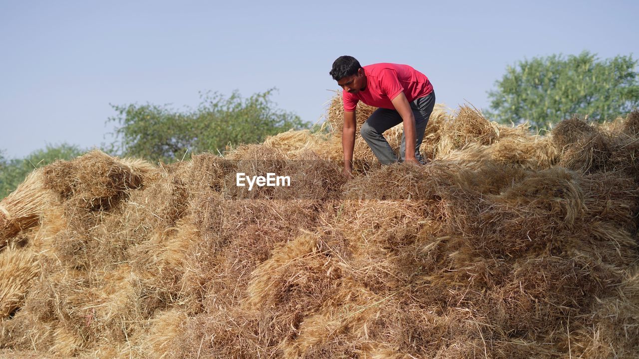 Indian farmer holding wheat crop bundle. large pile of harvested wheat crop in a farmer's field in i