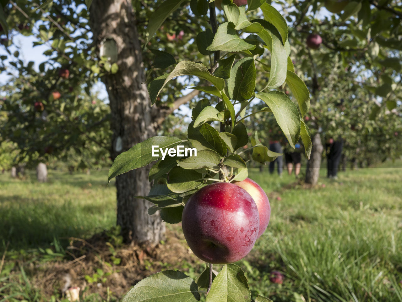 Apples on tree at field