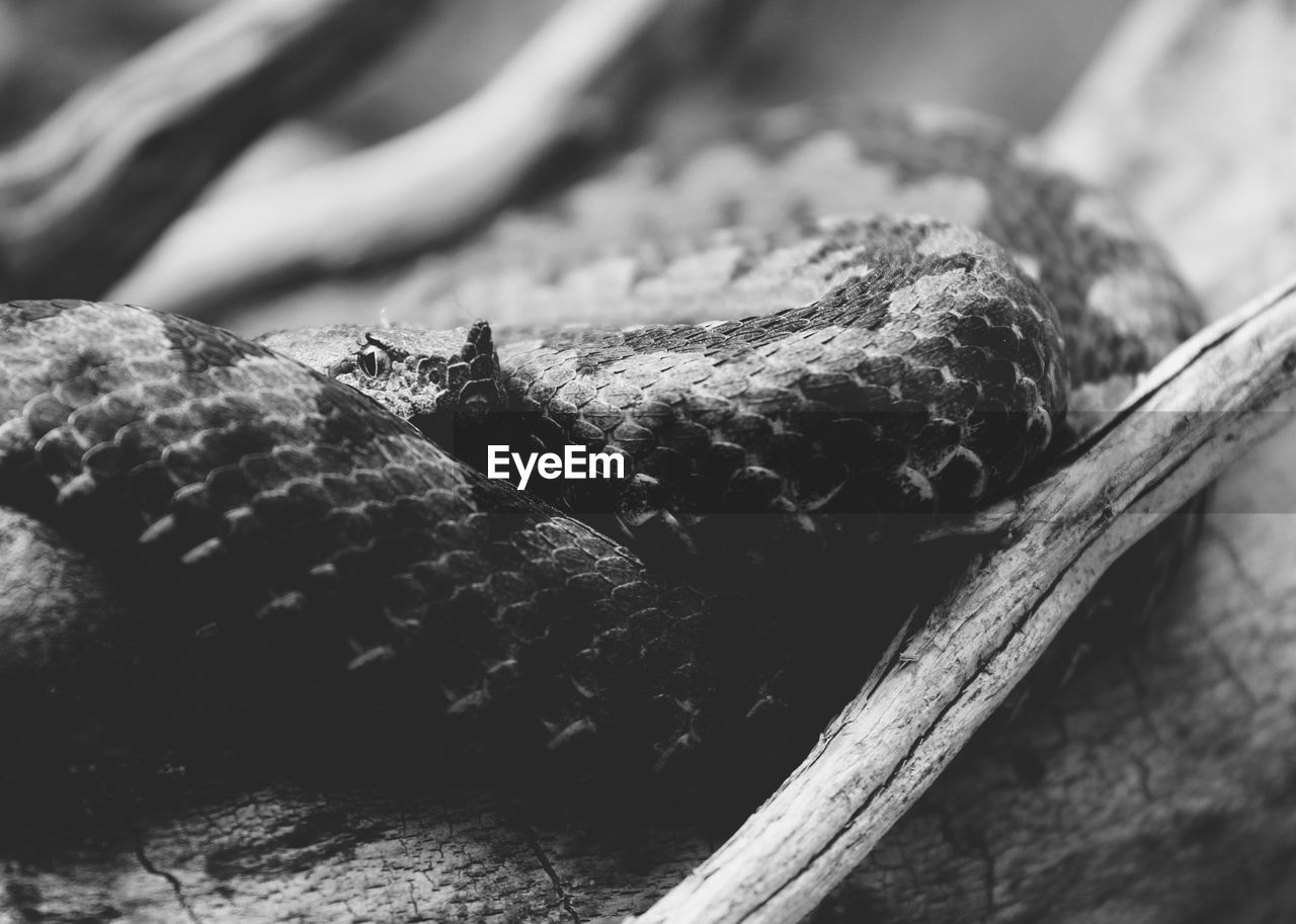 Close-up of snake on tree