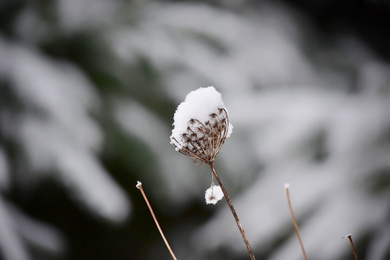 Close-up of snow on plant during winter