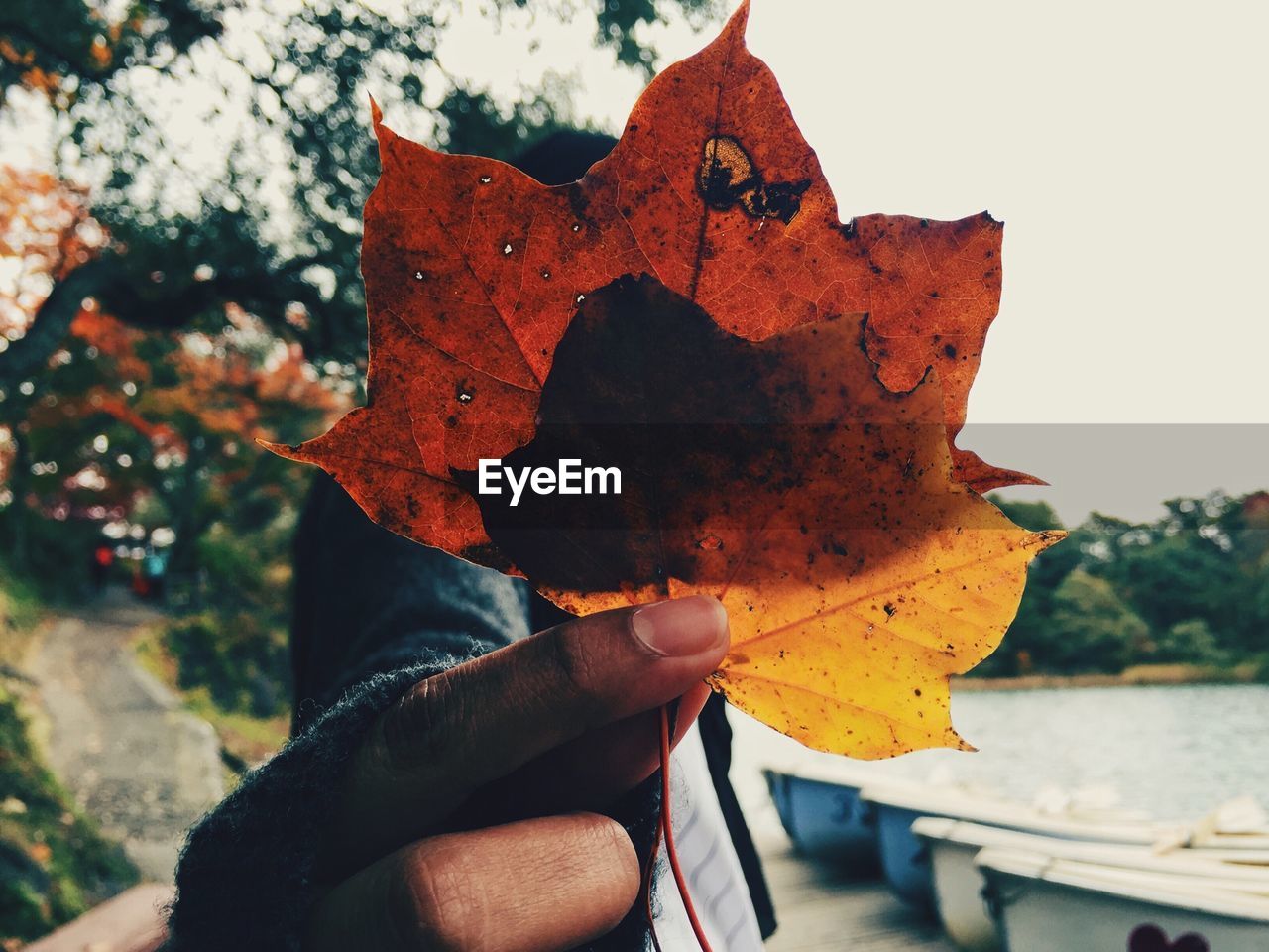 Close-up of person holding autumn leaf in front of face