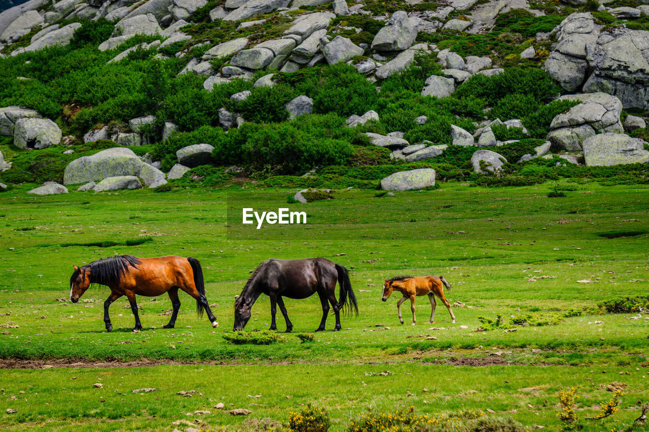 Horses grazing on field