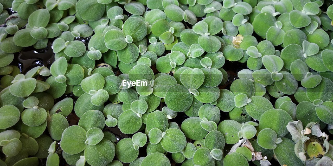 FULL FRAME SHOT OF SUCCULENT PLANTS