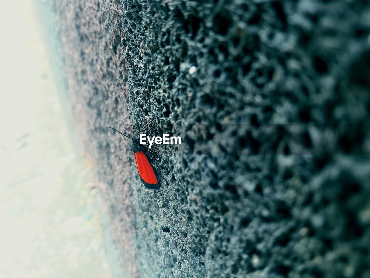 HIGH ANGLE VIEW OF RED ROCK ON TREE