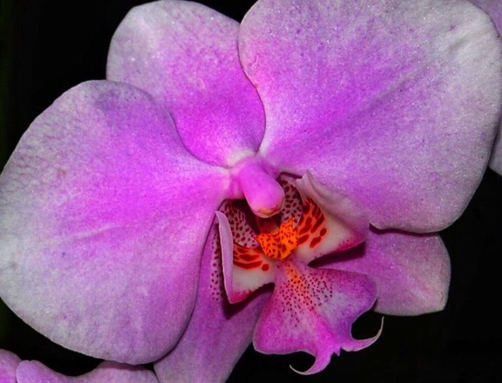 CLOSE-UP OF PINK ORCHIDS BLOOMING OUTDOORS