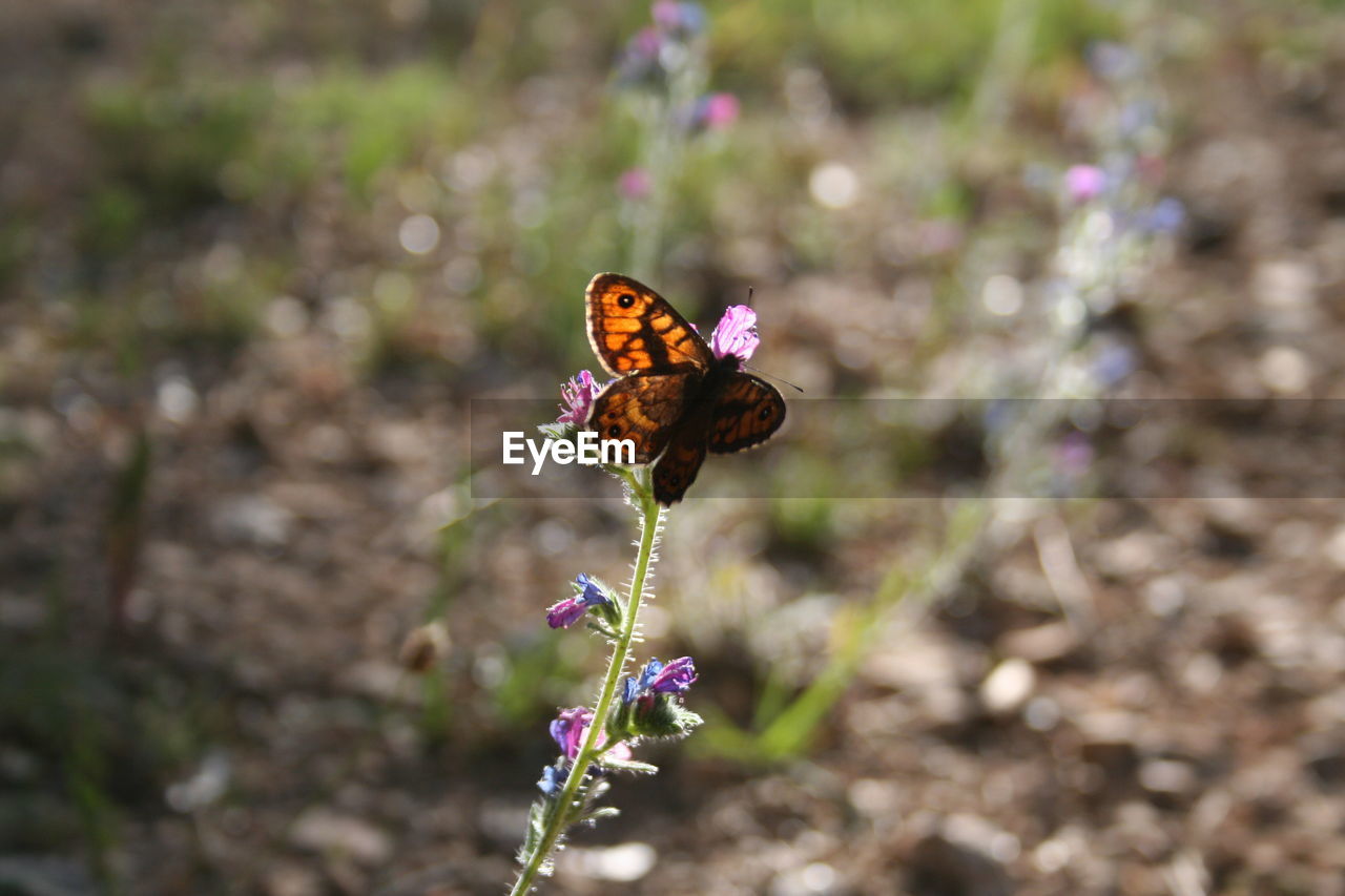 CLOSE-UP OF BUTTERFLY ON FLOWER