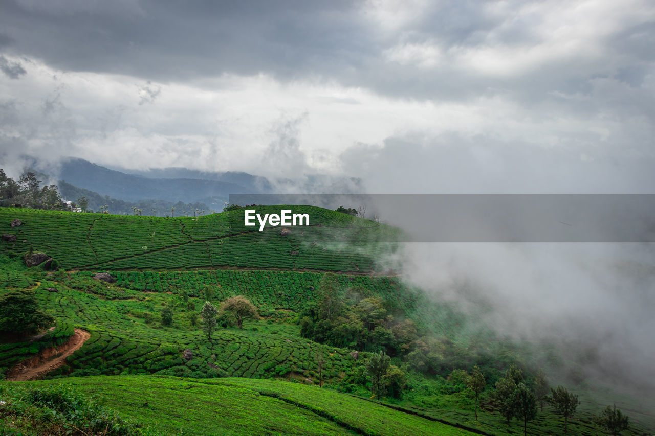 Tea gardens in the foothills of western ghat