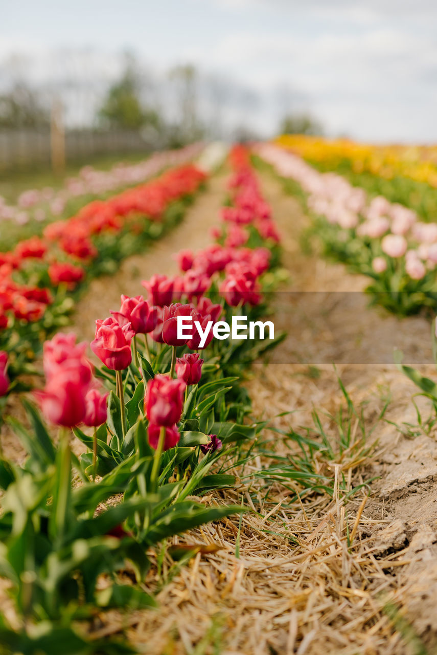 plant, flower, flowering plant, nature, beauty in nature, freshness, field, landscape, grass, red, sky, no people, growth, environment, land, rural scene, selective focus, agriculture, outdoors, day, cloud, close-up, scenics - nature, springtime, flowerbed, in a row, fragility, tranquility, pink, food, flower head, botany, crop, multi colored