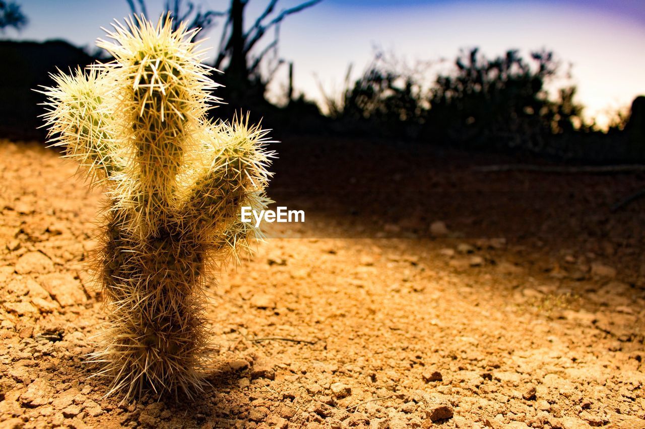 Plant growing on field