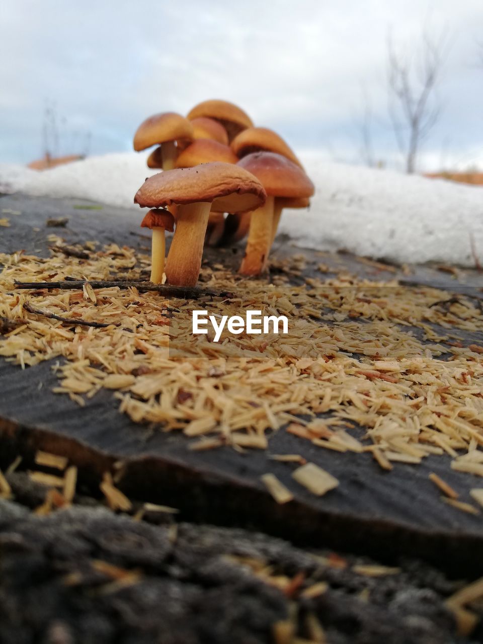 CLOSE-UP OF MUSHROOMS ON LAND