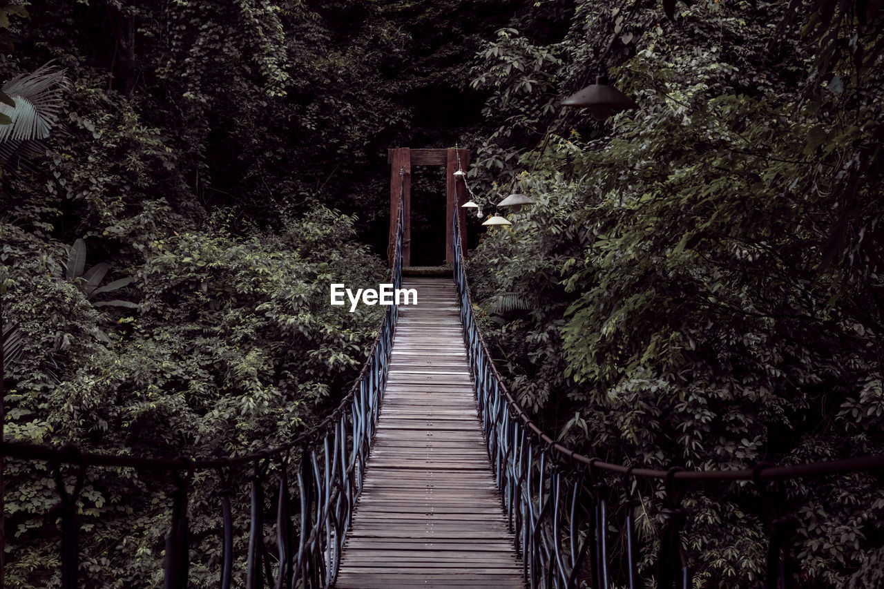 Footbridge amidst trees in forest