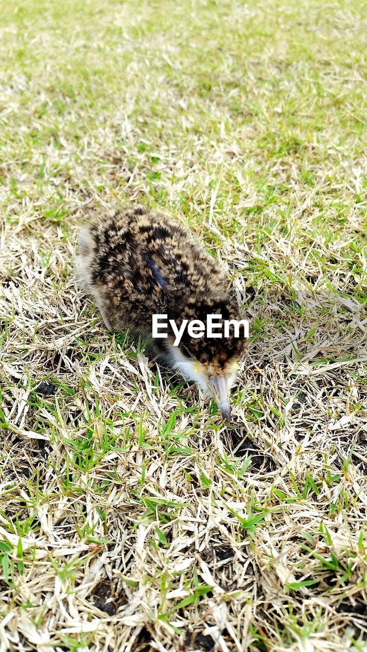 Close-up of young bird on grassy field