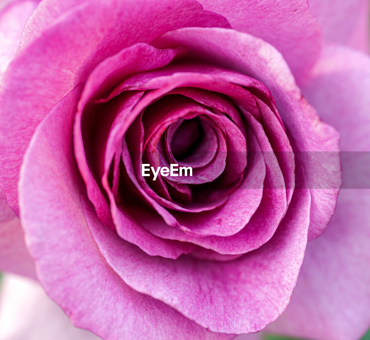 CLOSE UP OF PINK ROSE