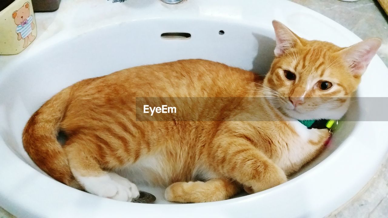 HIGH ANGLE VIEW OF GINGER CAT IN PLATE