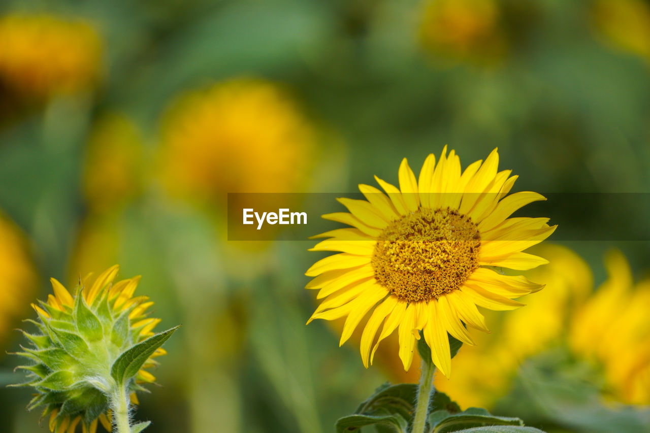 close-up of orange flowering plant