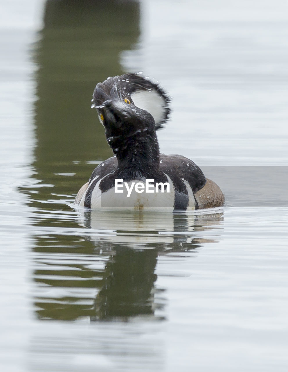 DUCK SWIMMING IN LAKE