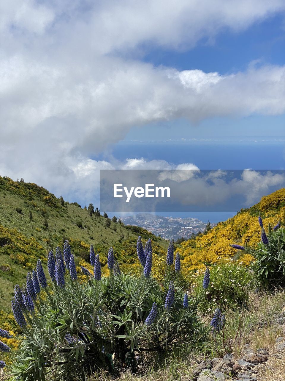 Cactus plants growing on land against sky