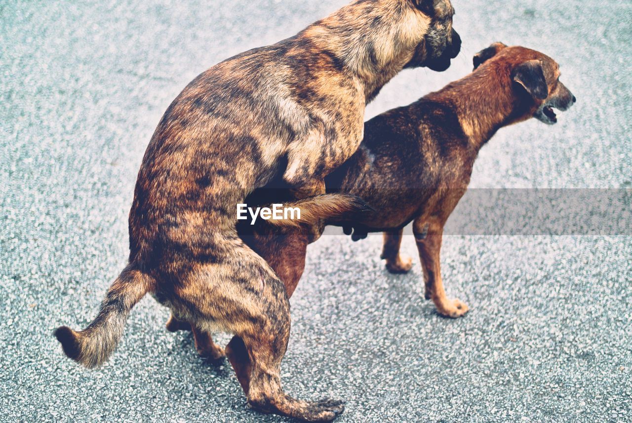 High angle view of dogs mating on street