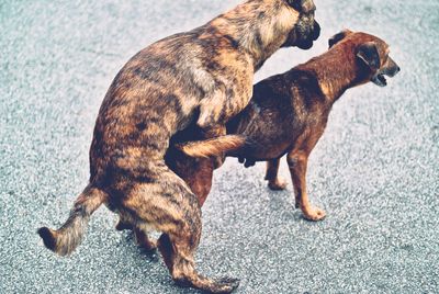Mating street dogs cheap