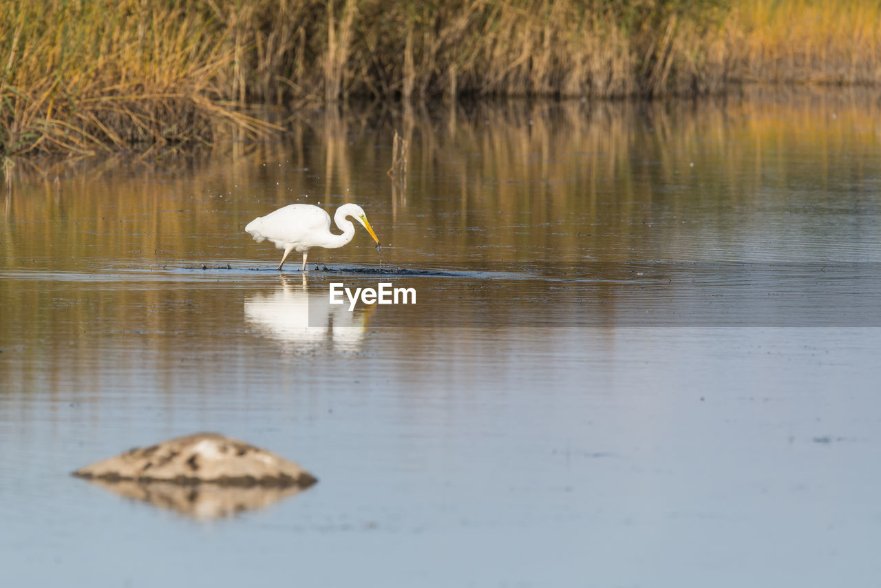 Great egret with reflection in river