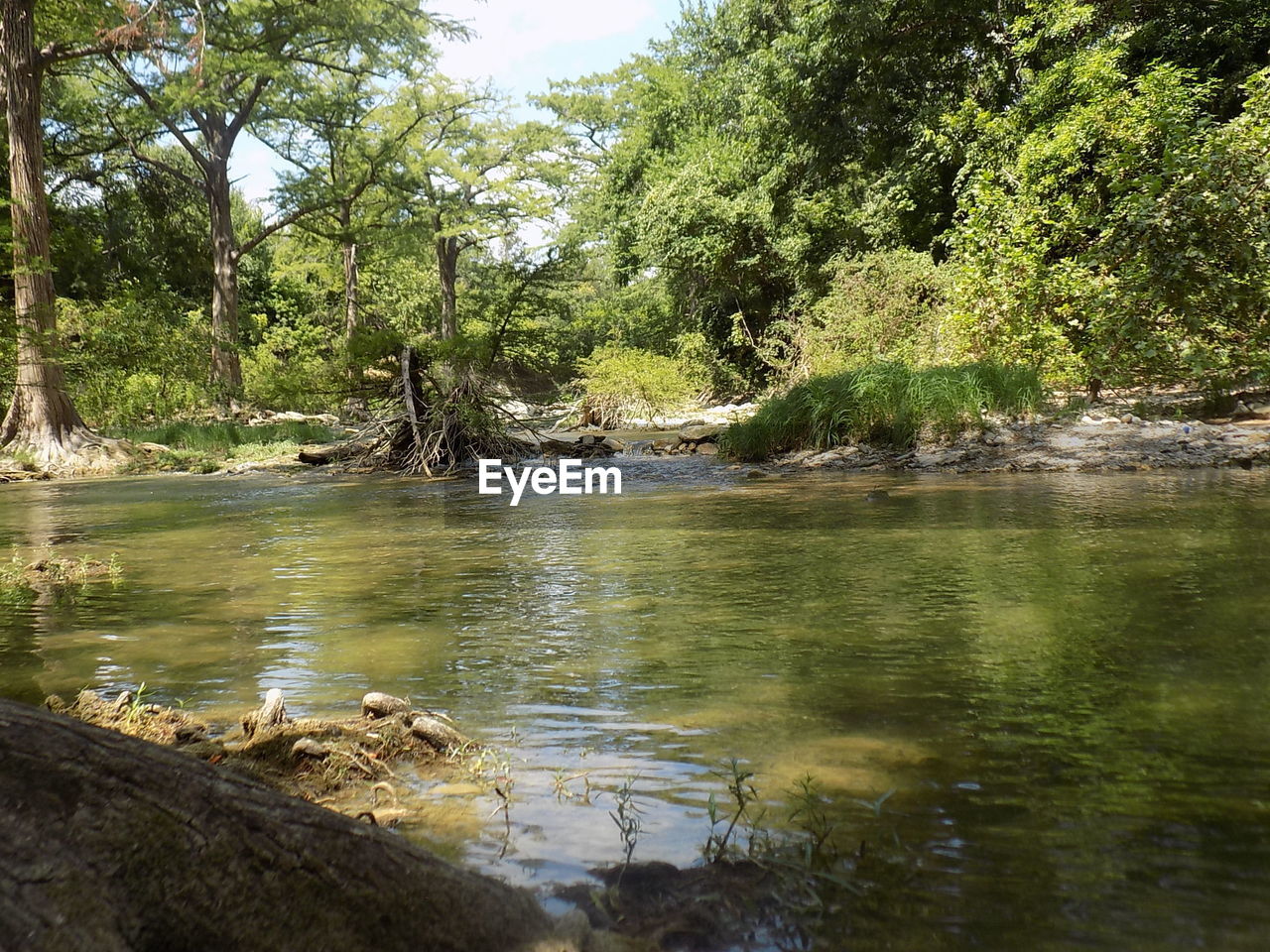 VIEW OF TREES BY RIVER