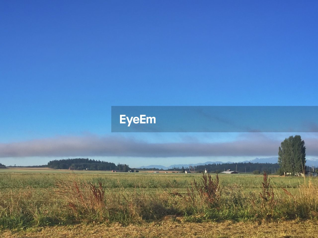 FIELD AGAINST BLUE SKY