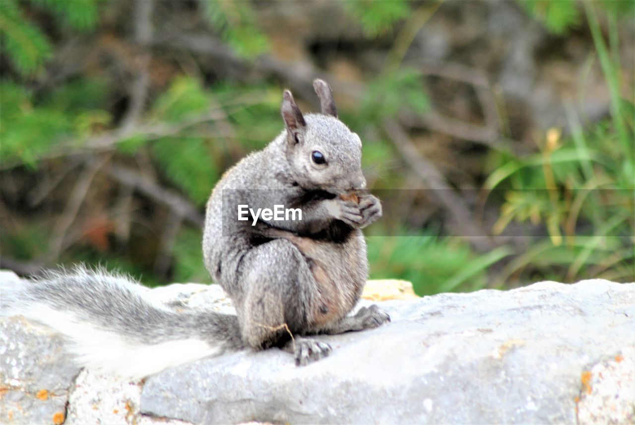 VIEW OF SQUIRREL ON ROCK