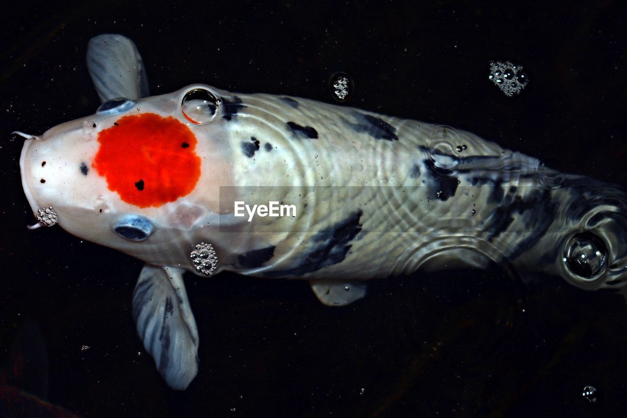 Close-up of fish swimming in aquarium