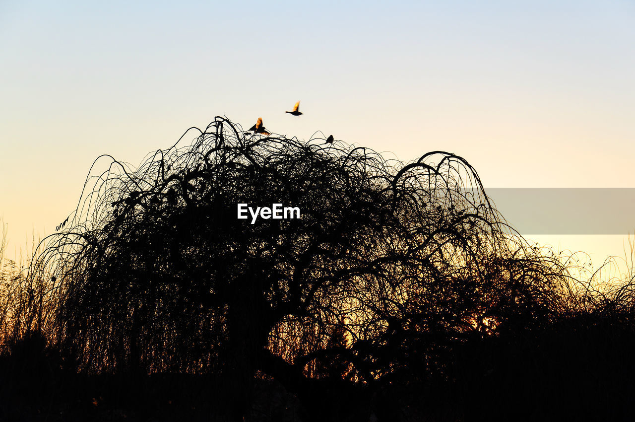 LOW ANGLE VIEW OF SILHOUETTE BIRDS ON TREE AGAINST SKY