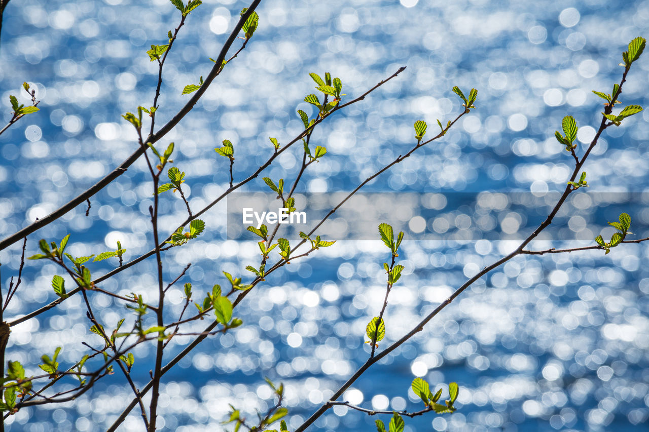 Fresh spring leaves on a blurred water background.
