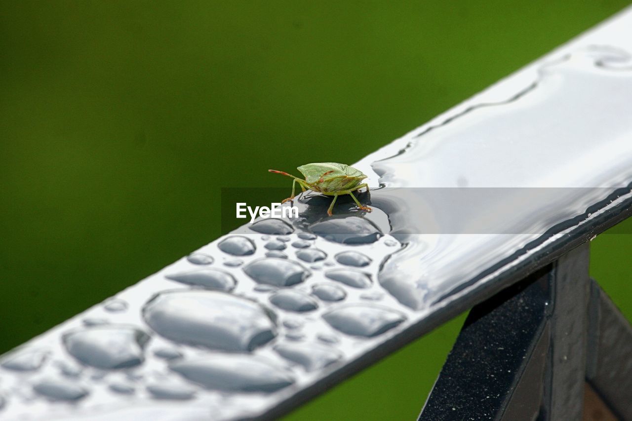 INSECT ON LEAF