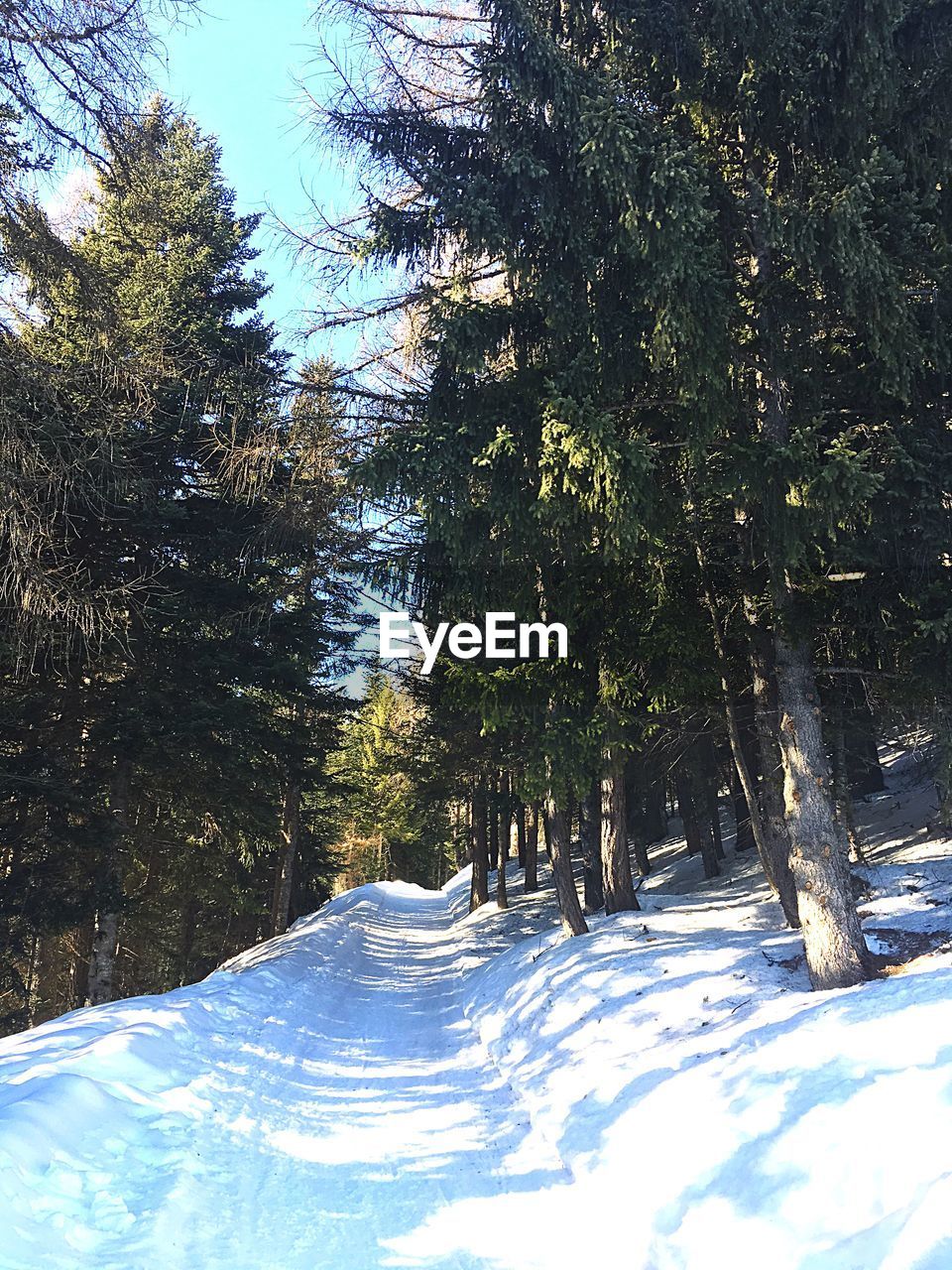 TREES IN SNOW COVERED FOREST