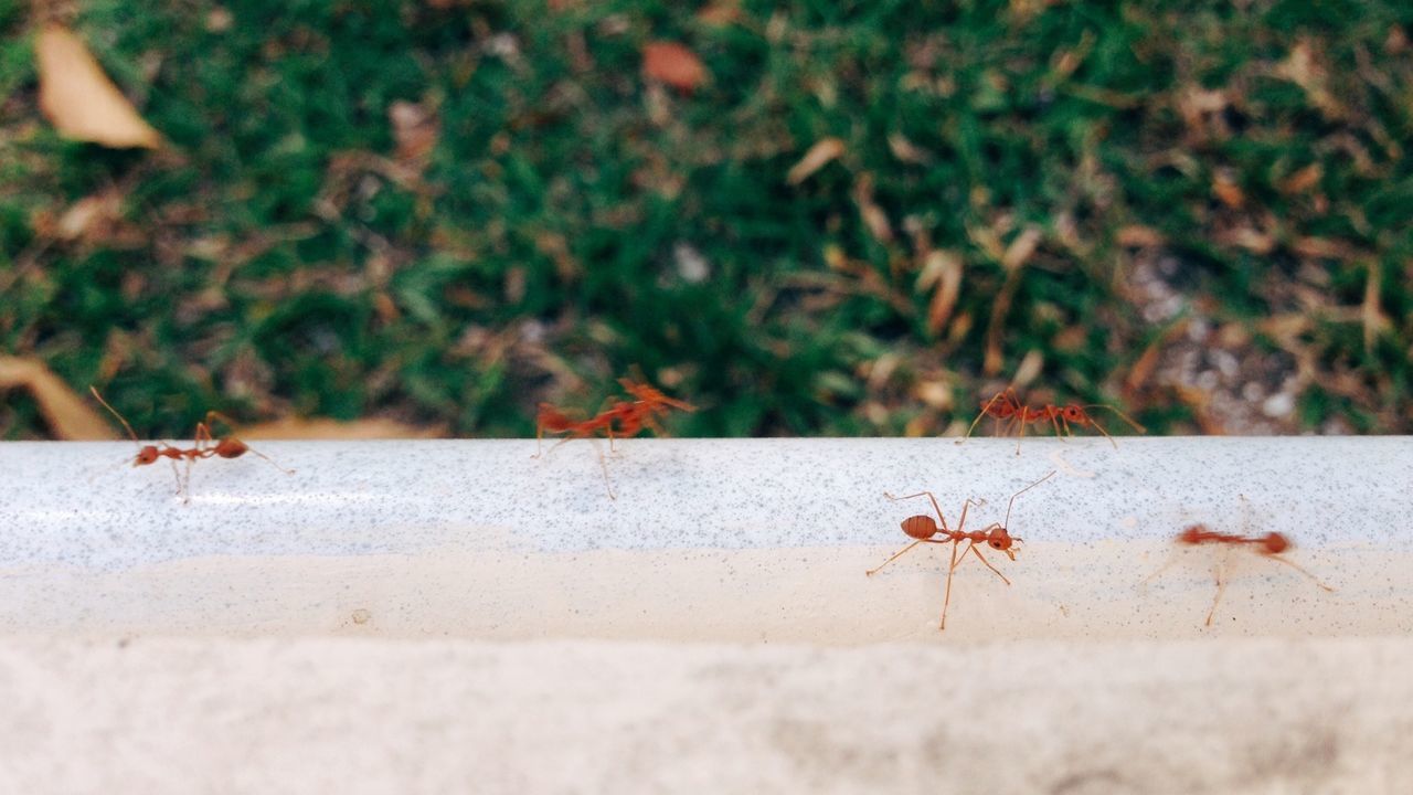 High angle view of ants on railing