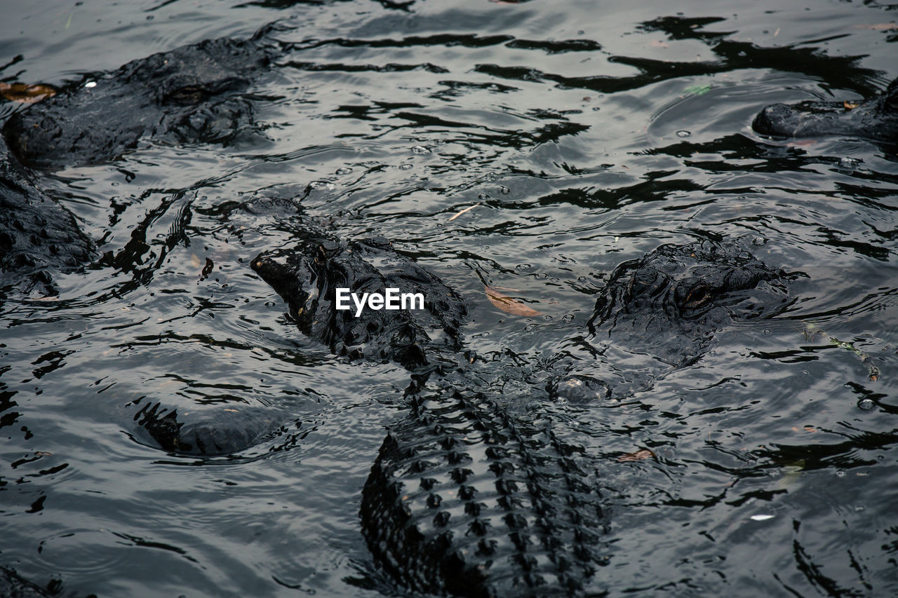 High angle view of alligators swimming in lake