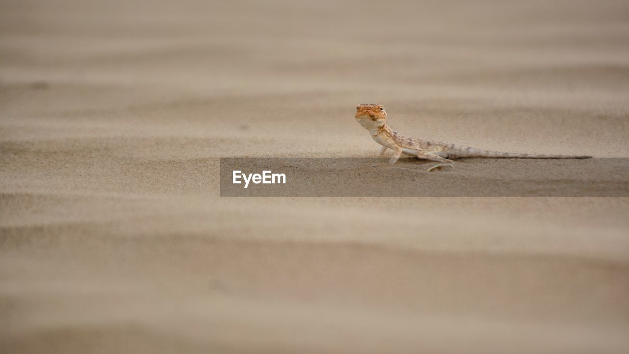VIEW OF LIZARD ON SAND