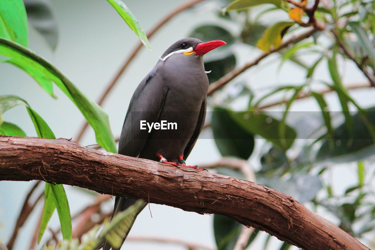 CLOSE-UP OF BIRD PERCHING ON A BRANCH