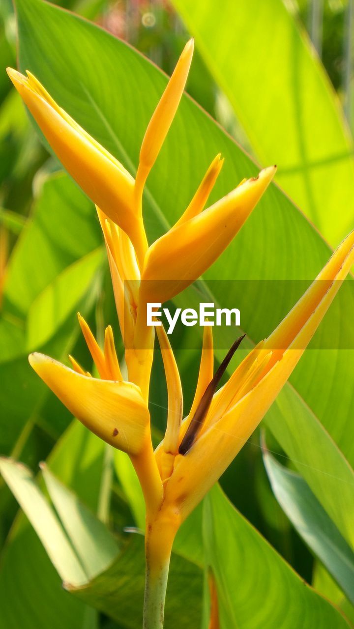 Close-up of yellow flowering plant