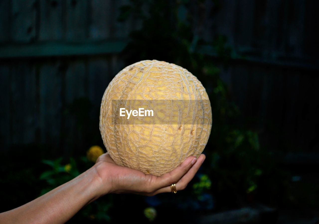 Close-up of hand holding melon 