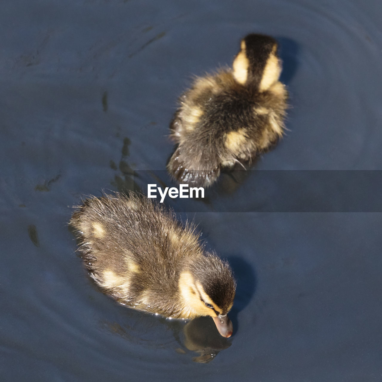 HIGH ANGLE VIEW OF A BIRD IN WATER