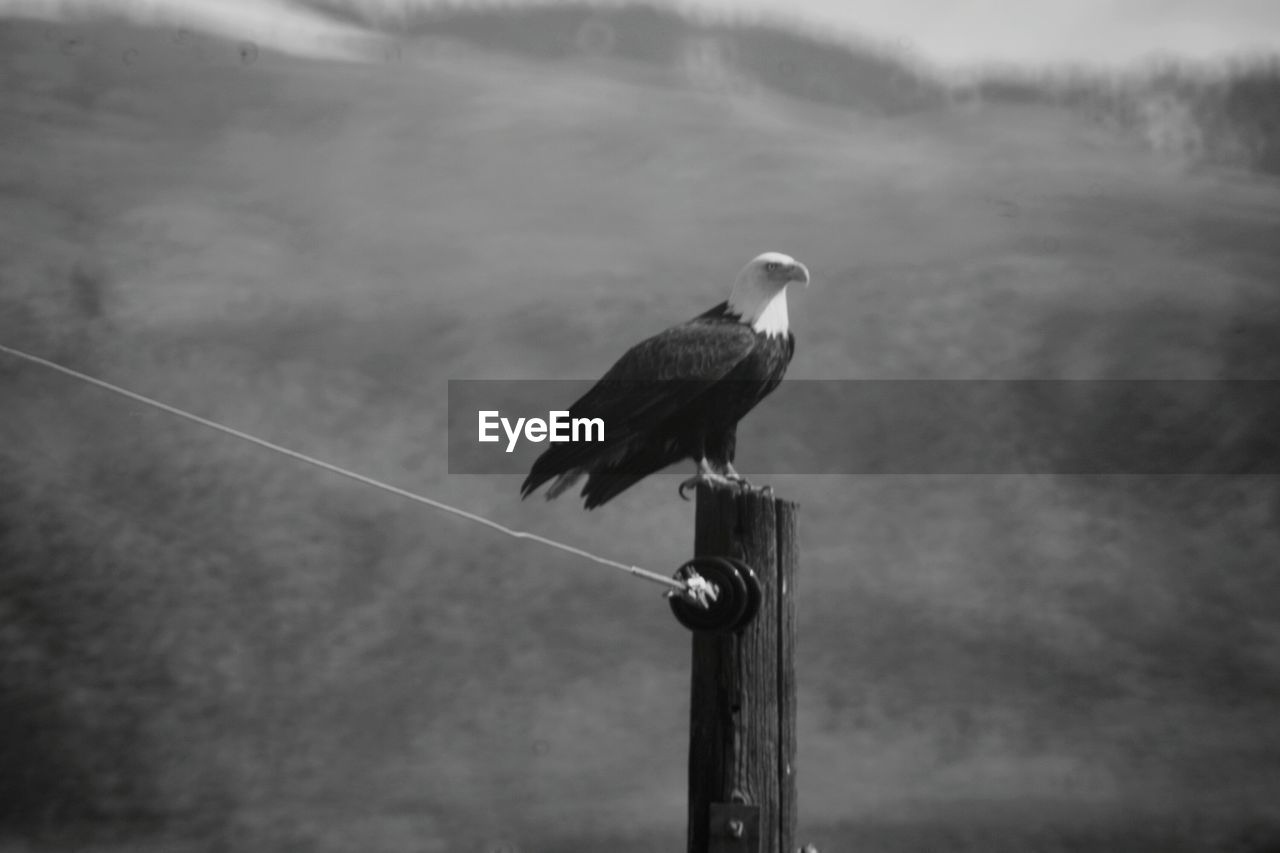 Bald eagle perching on wooden post