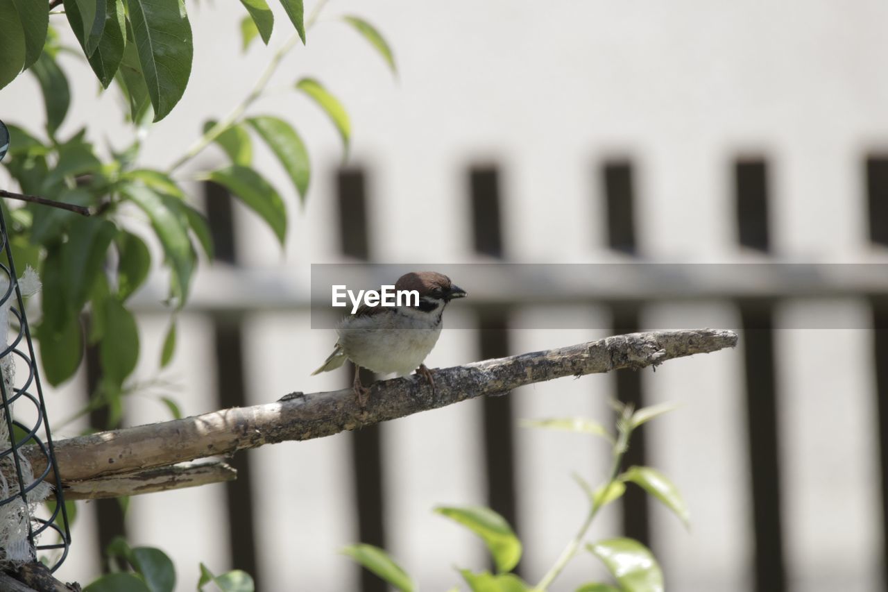 SMALL BIRD PERCHING ON A BRANCH