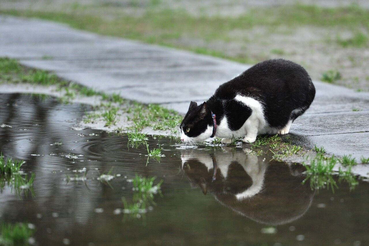 Cat drinking water from puddle