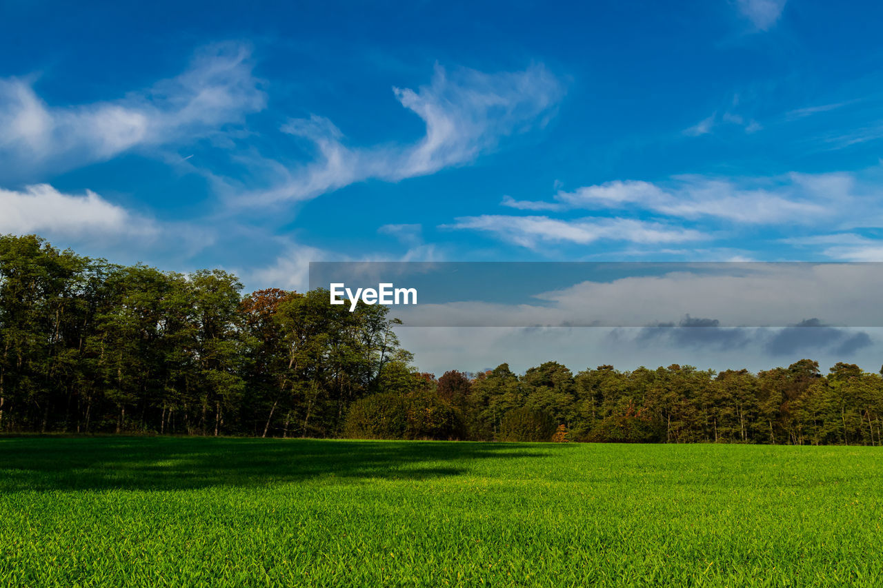 Green meadow by the foret