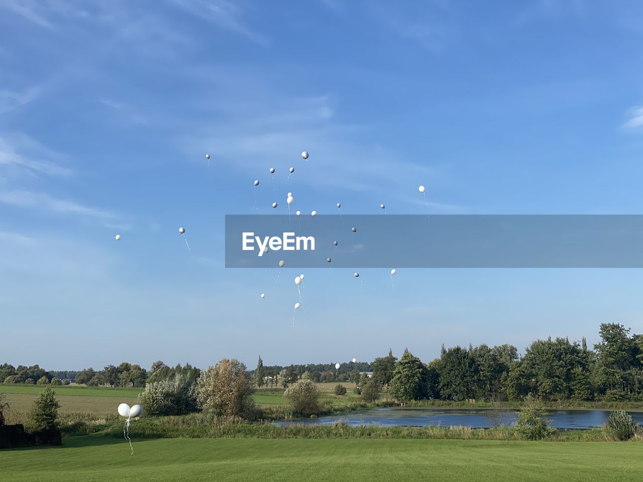 FLOCK OF BIRDS FLYING OVER FIELD