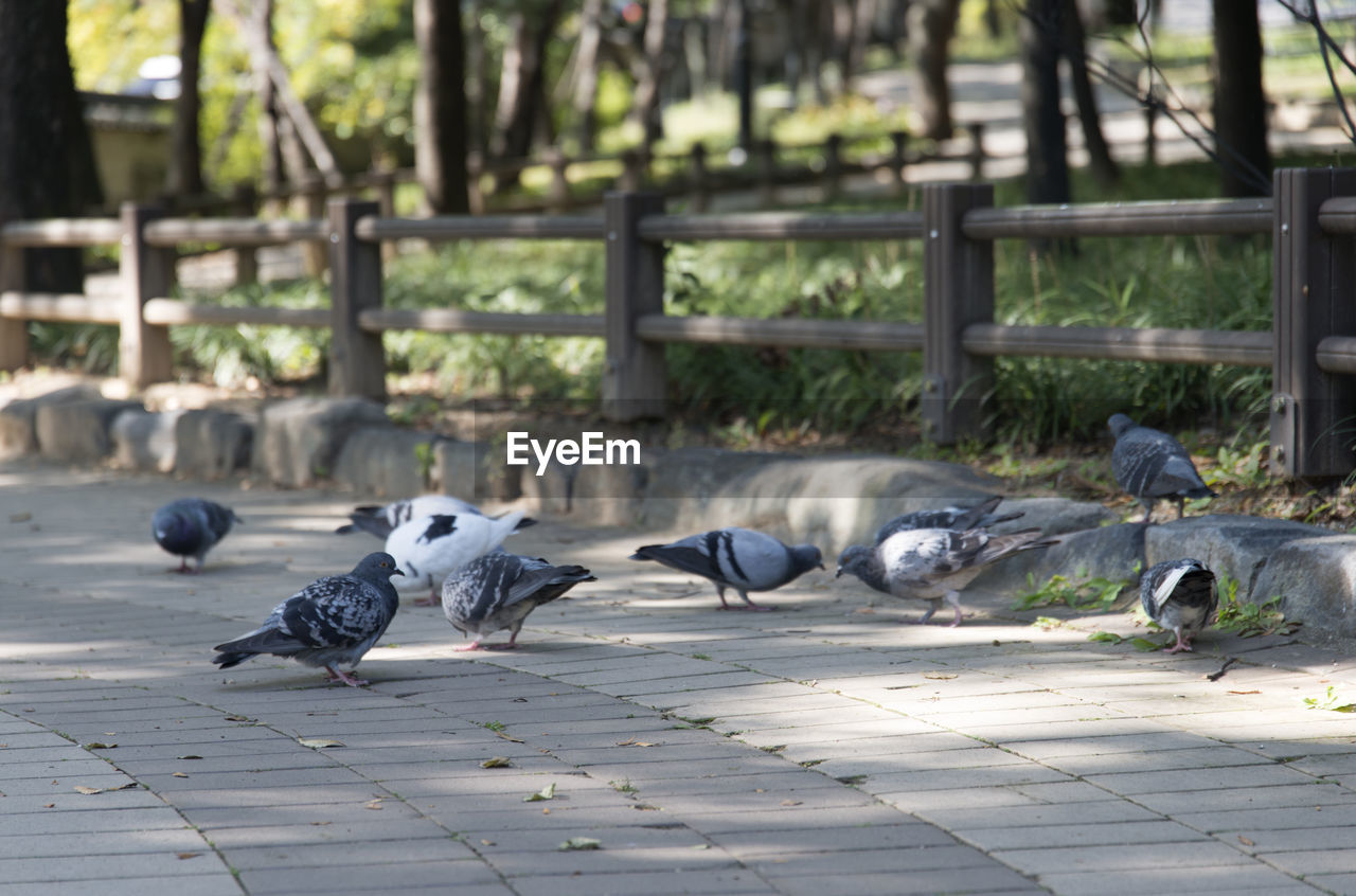 Flock of birds perching on footpath at public park