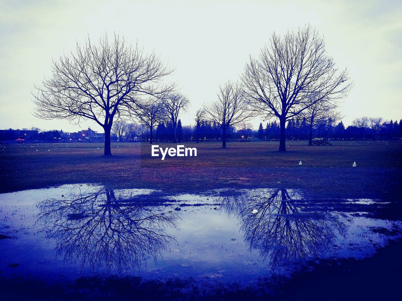 BARE TREE BY LAKE AGAINST SKY