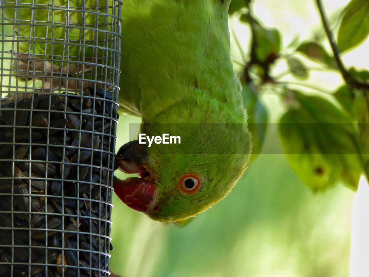 Close-up of parrot in cage