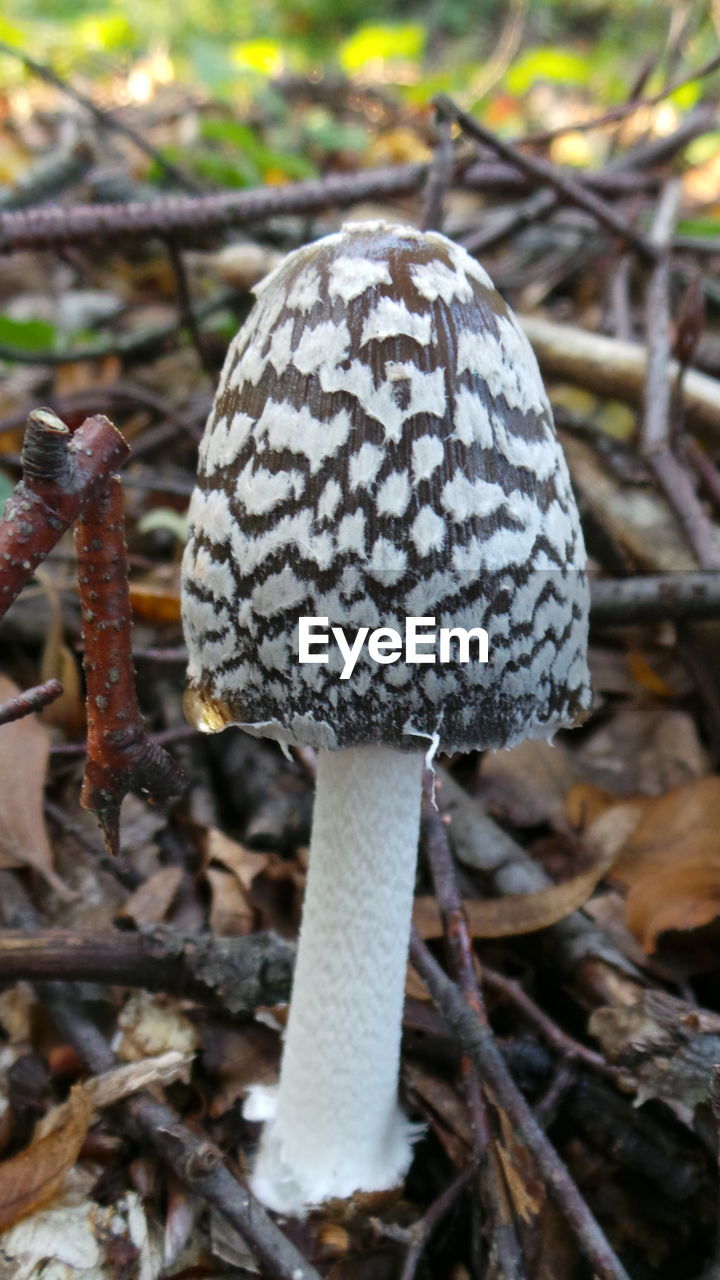 CLOSE-UP VIEW OF MUSHROOM